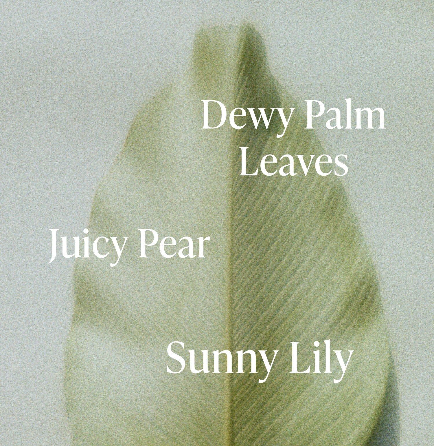 SALR_PDP_FragranceNotes_LushGreens-B_c00f1451-ef6d-44c0-ad38-599be5a2e492_3000x.jpg