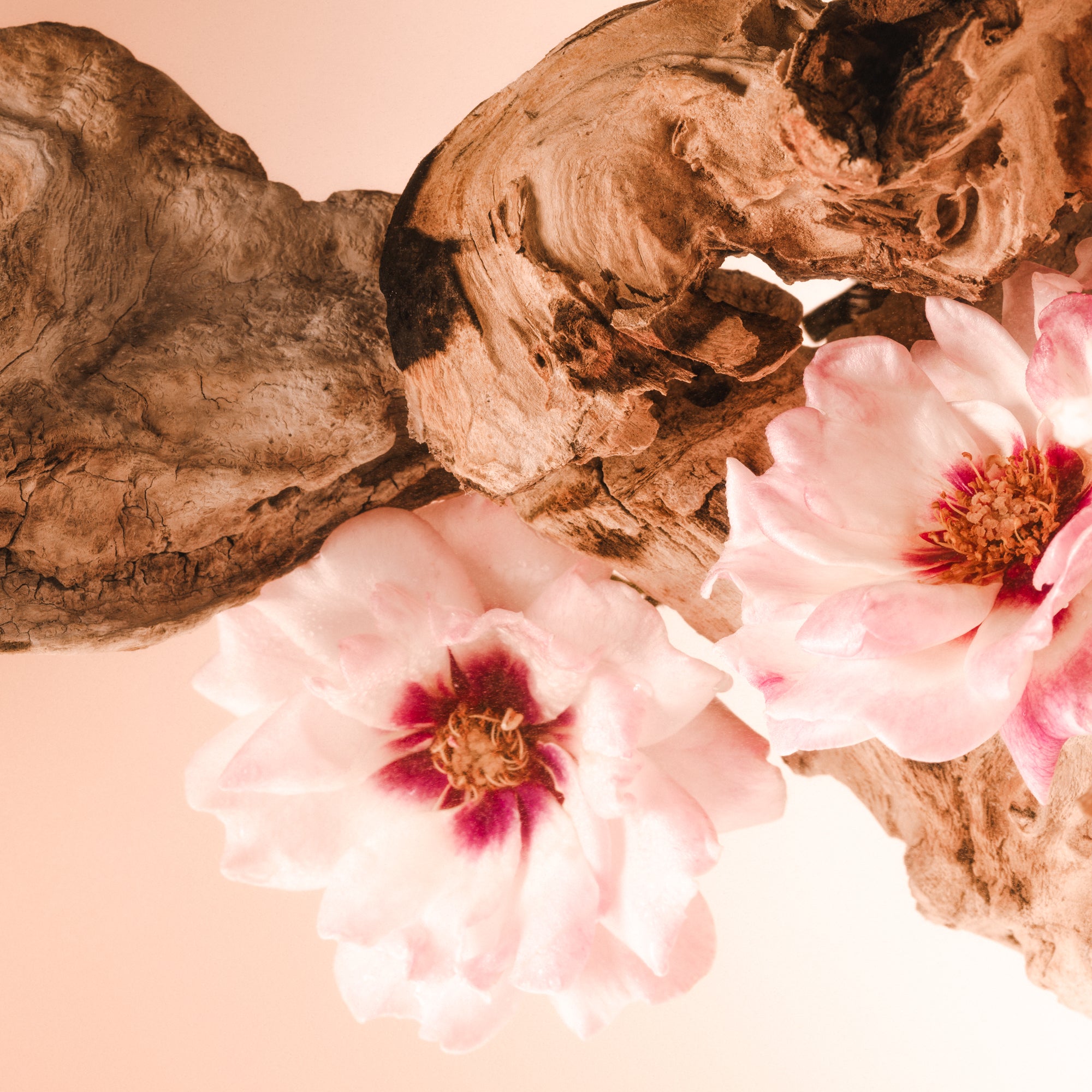 SALTAIR-SPF-BODY-OIL-SANTAL-BLOOM-BOTANICAL-01-CARL-OSTBERG_1_2df7a553-c8e6-4e73-9bd2-82a5dc6c8fc7_3000x.jpg